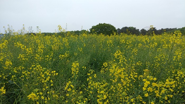 菜の花