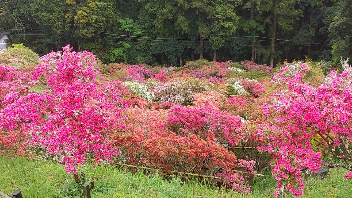 笠間つつじ公園