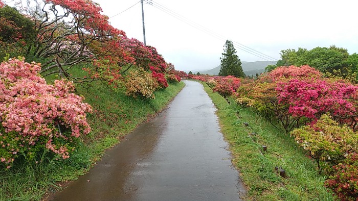 笠間つつじ公園