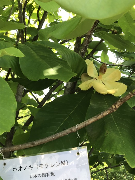 ホオノキ