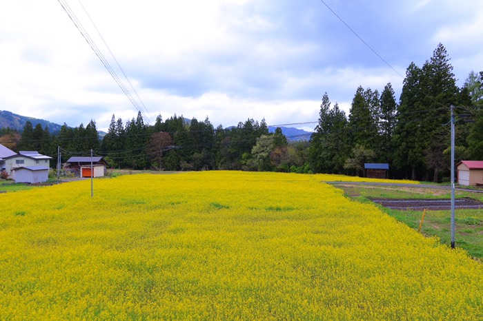 道の駅みしま宿　菜の花畑