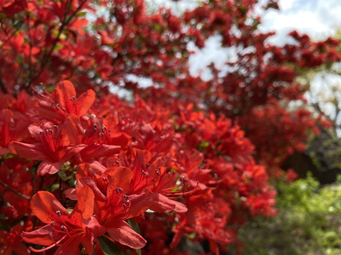 のとキリシマツツジオープンガーデン