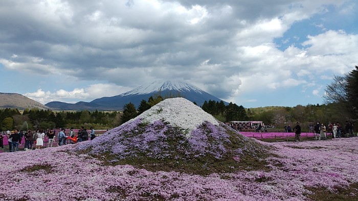ミニ芝桜富士