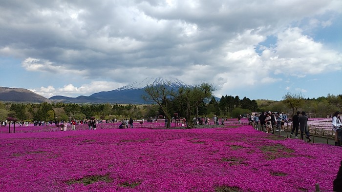 富士芝桜まつり