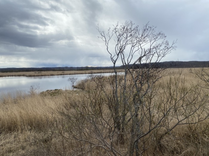 釧路湿原③