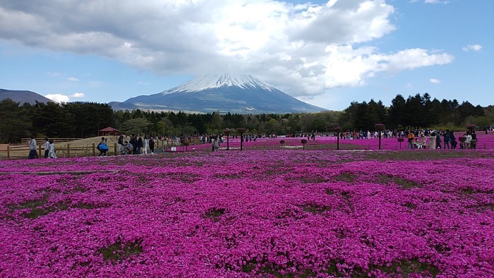 富士芝桜まつり