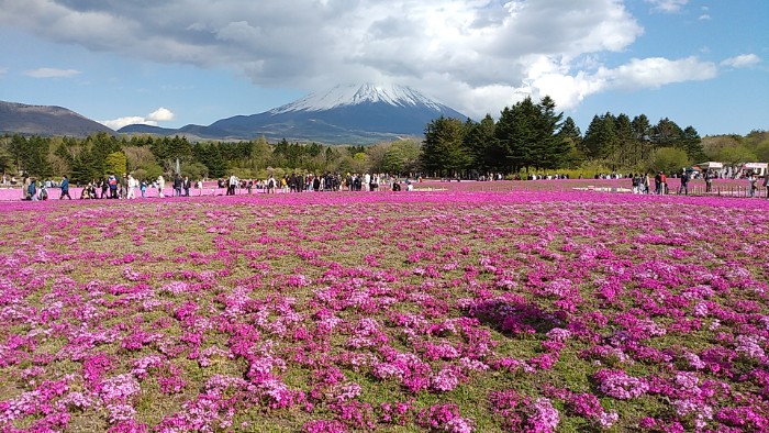 富士芝桜まつり
