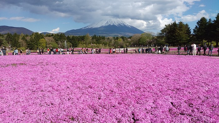 富士芝桜まつり