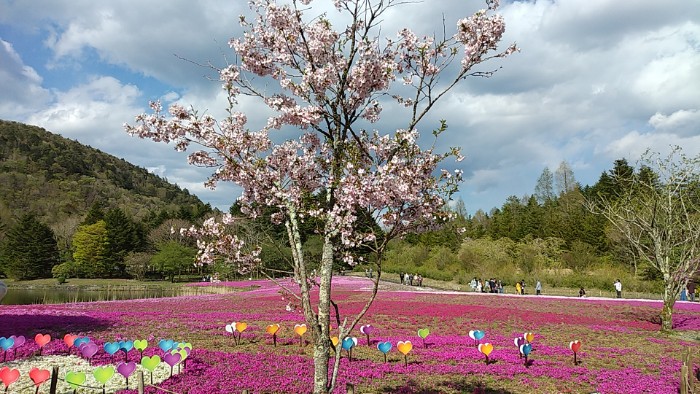 ゴテンバザクラ