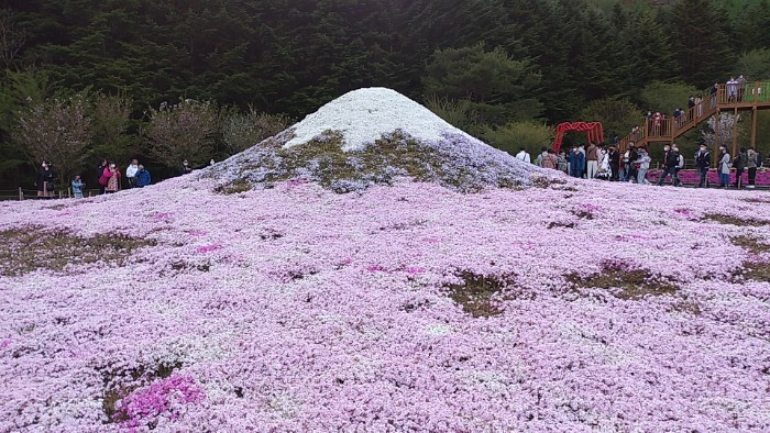 裏 ミニ芝桜富士山