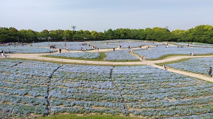 なばなの里 花ひろば ネモィラ