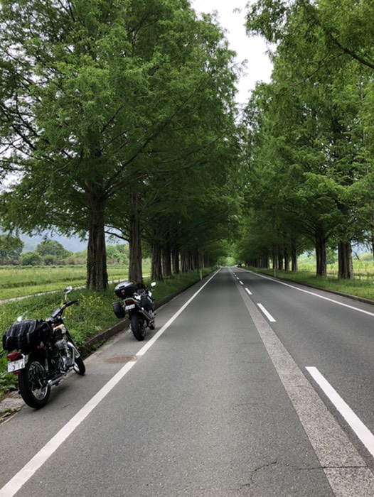 メタセコイヤ並木①