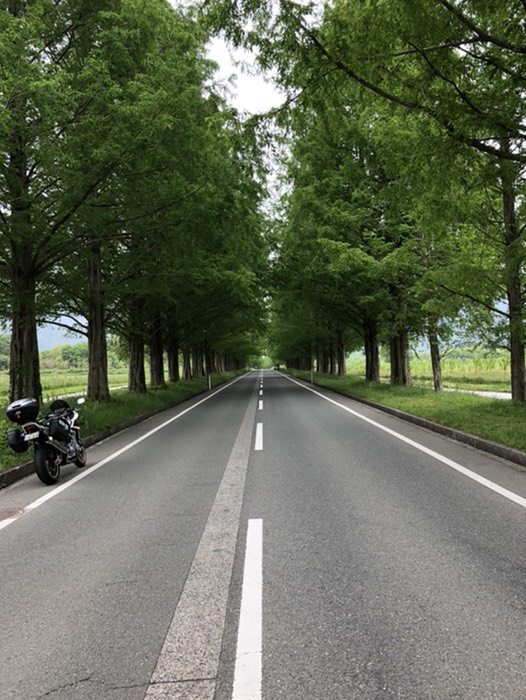 メタセコイヤ並木②