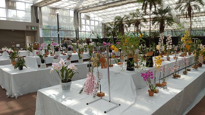 洋ラン展