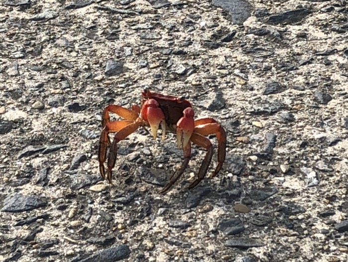 かにもあらわれた！