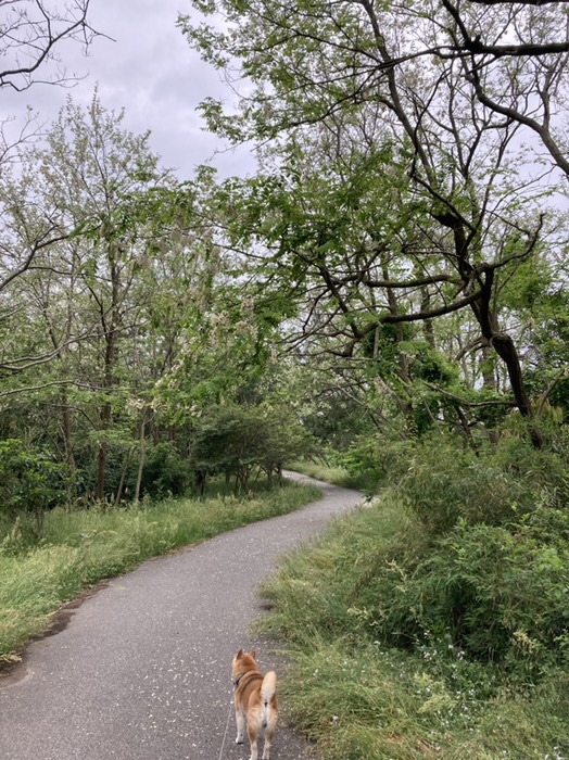 5／18ニセアカシアが咲いています