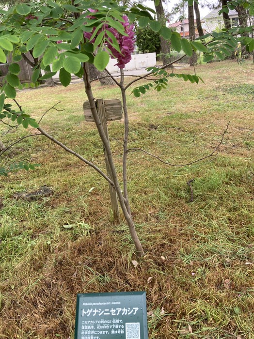 所々に植物の説明板が