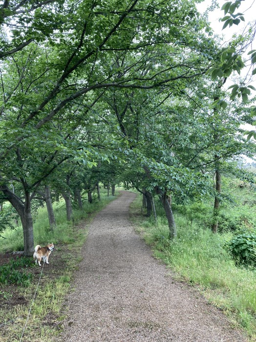 季節には桜のトンネル