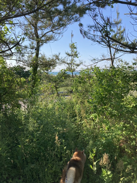 展望台から里海里山街道と海が見える