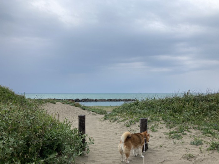 海　カモメの浜