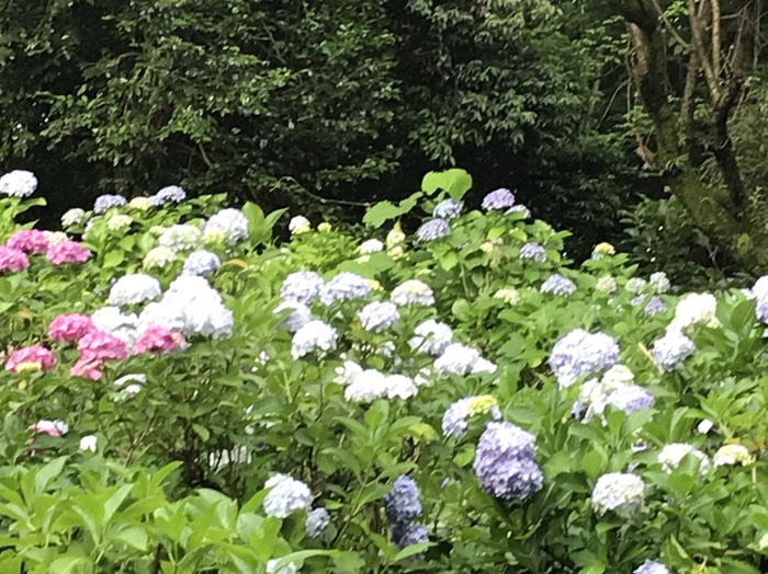 写真下手選手権