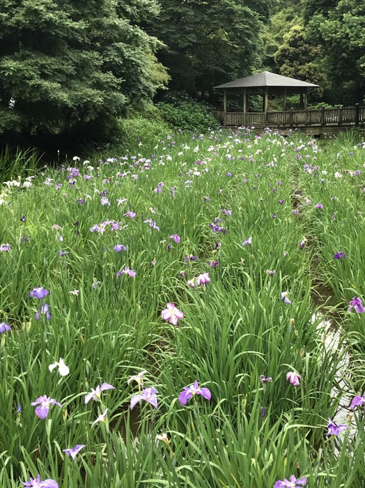 菖蒲園