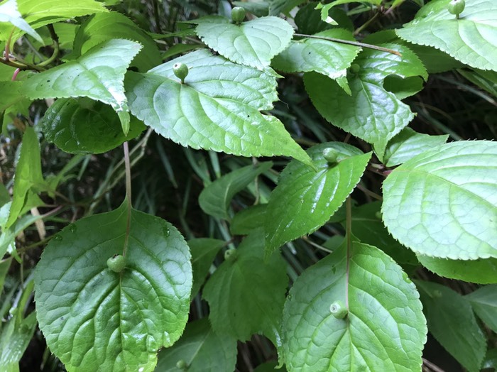 花いかだ