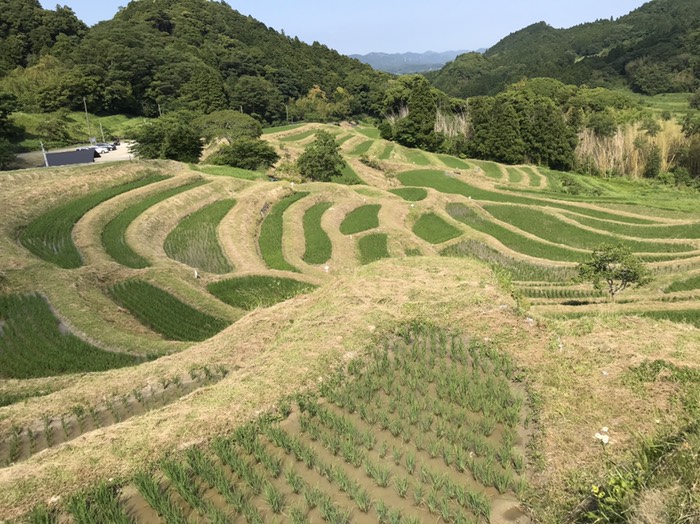 大山千枚田2