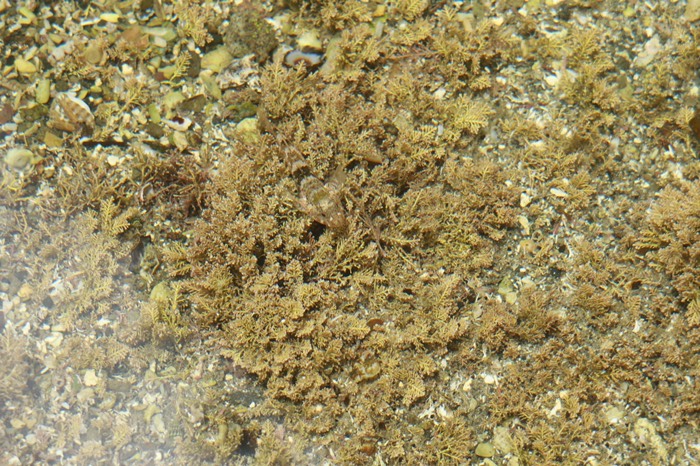 鵜原理想峡　毛戸浦