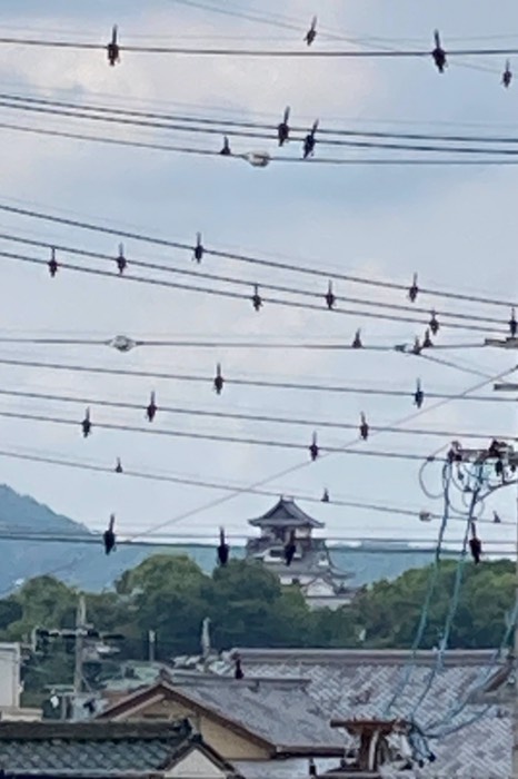 犬山城が見えました