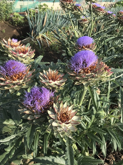 アーティチョークの花