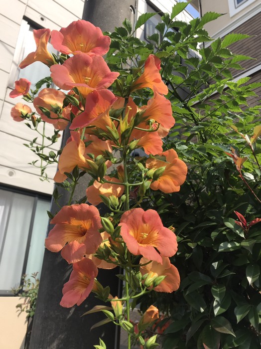 ノウゼンカズラ