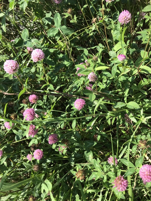 ムラサキツユクサ