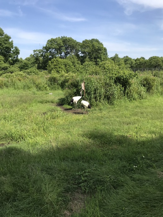 丹頂鶴自然公園