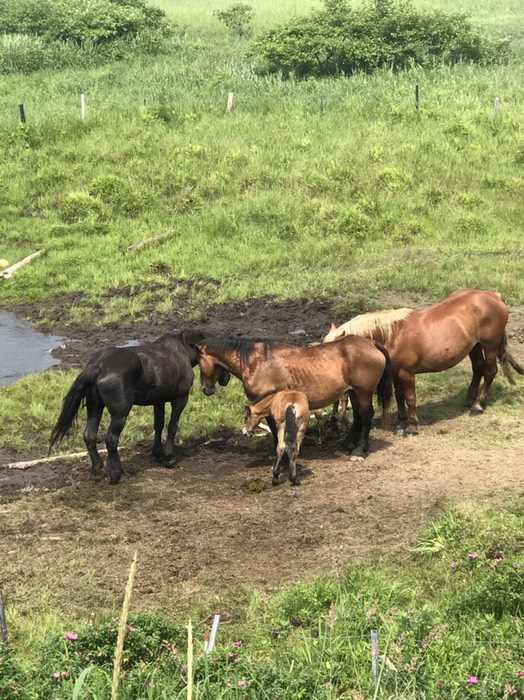 放牧の馬の親子