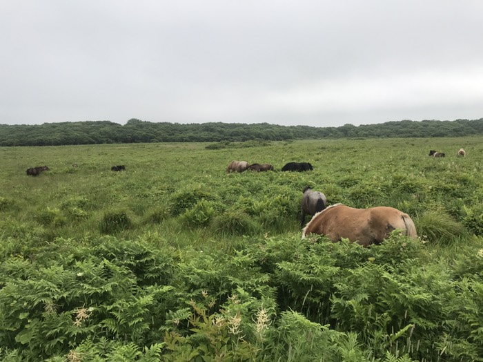 原生花園での放牧の風景