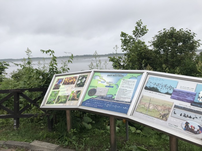 大白鳥が来る風蓮湖