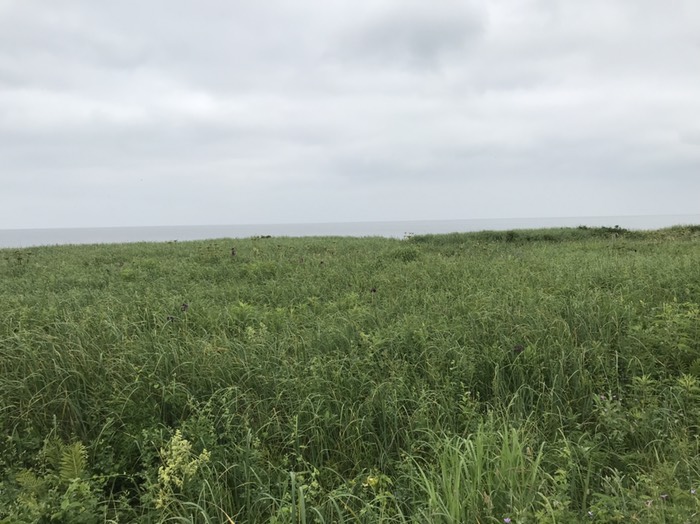 走古丹原生花園のアヤメ