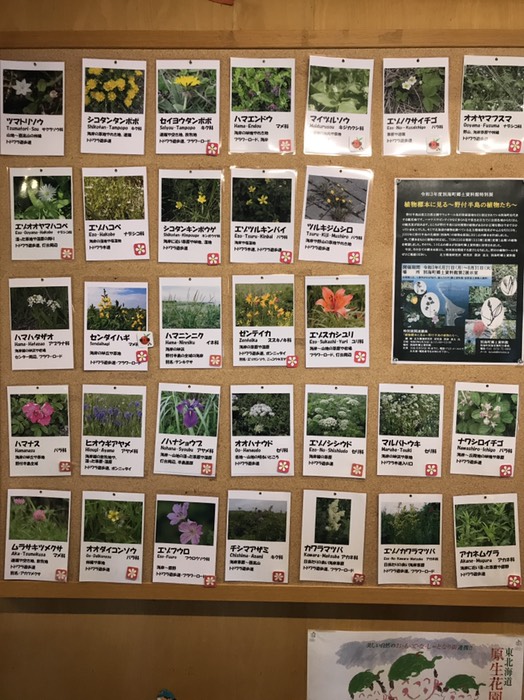 原生花園花図鑑