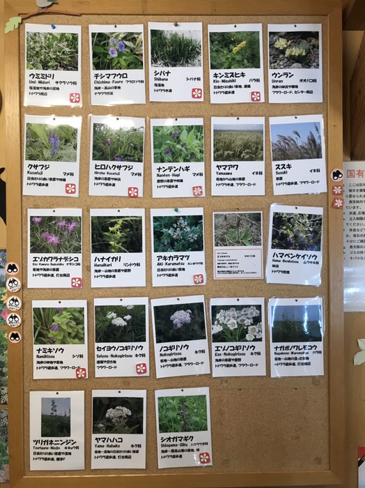 原生花園花図鑑2
