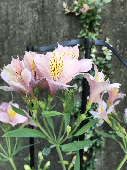 アルストロメリア