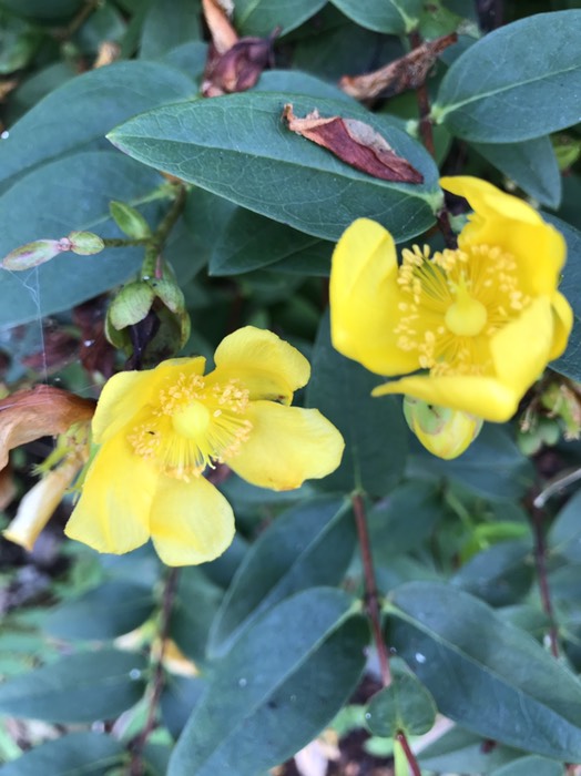 セイヨウオトギリソウ