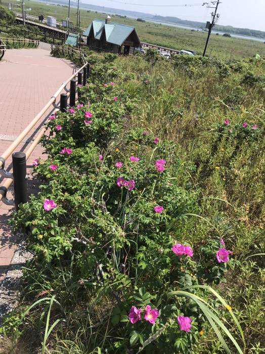 原生花園のハマナス