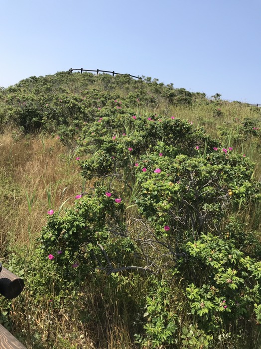 原生花園のハマナス2