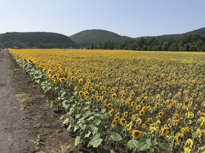 大曲湖畔園のひまわり