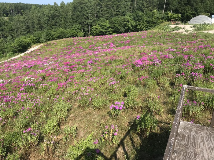 網走フロックス公園