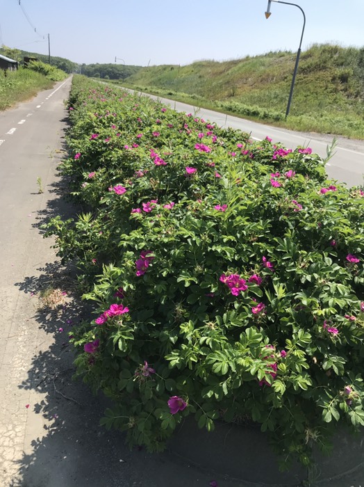 道路沿いのハマナス