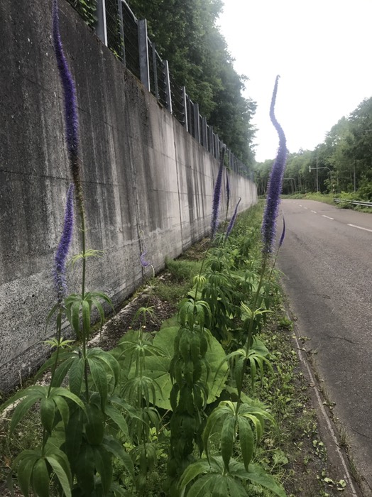 ベロニカスピカタ