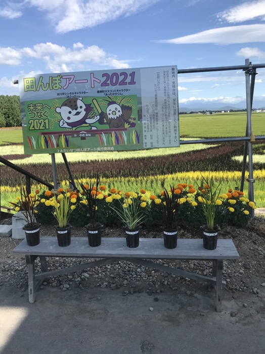 色の異なる稲のサンプル