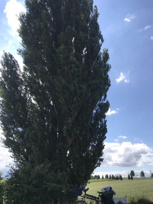 ケンとメリーの木